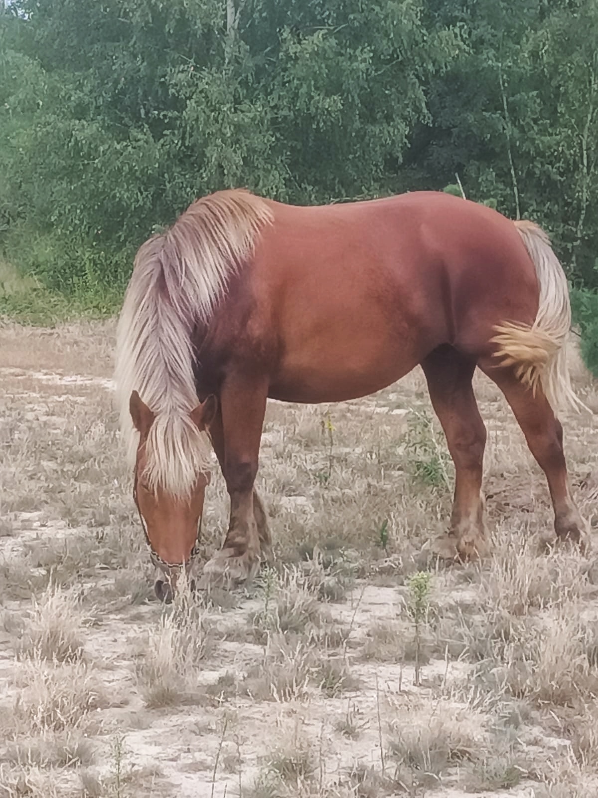 ZWIERZĘ BEZ NADZORU