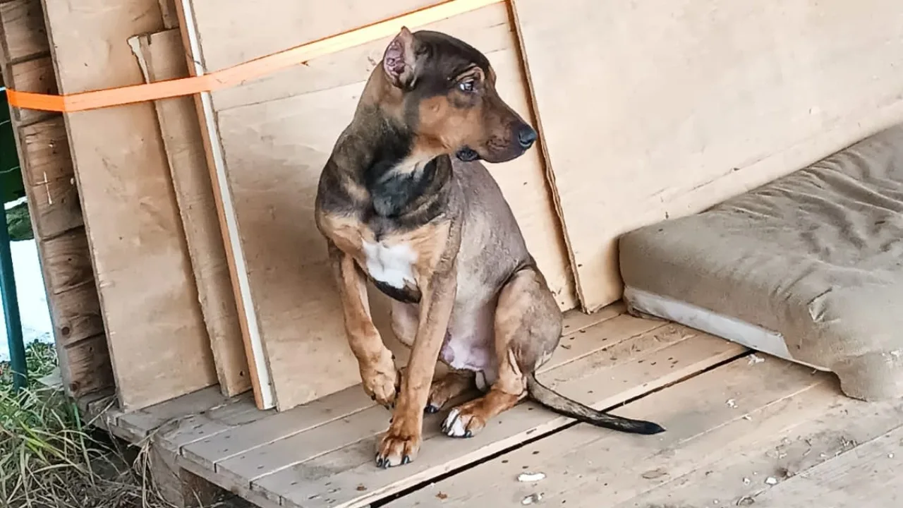 BEZPAŃSKI PIES NA UL. SIKORSKIEGO