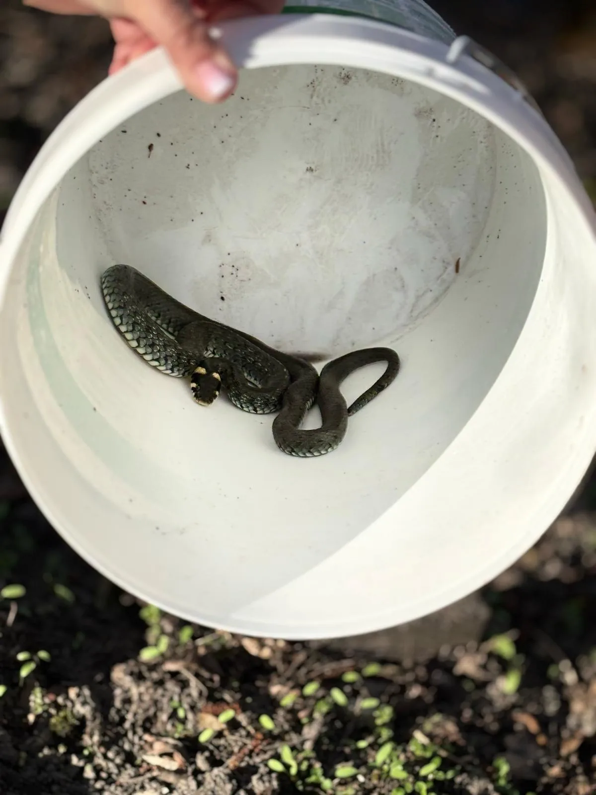 ZASKRONIEC W BLIZNYM