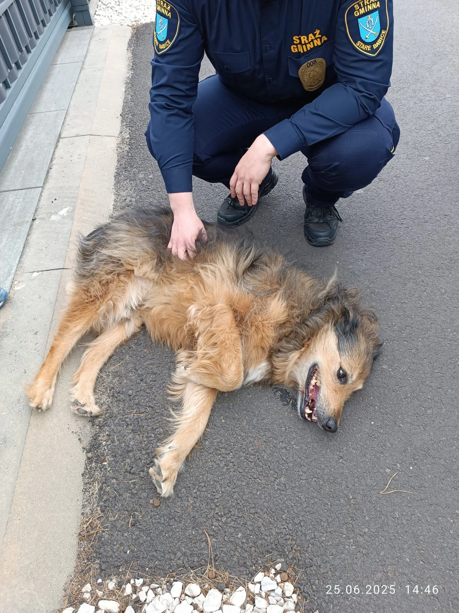 BEZPAŃSKI PIES W LIPKOWIE